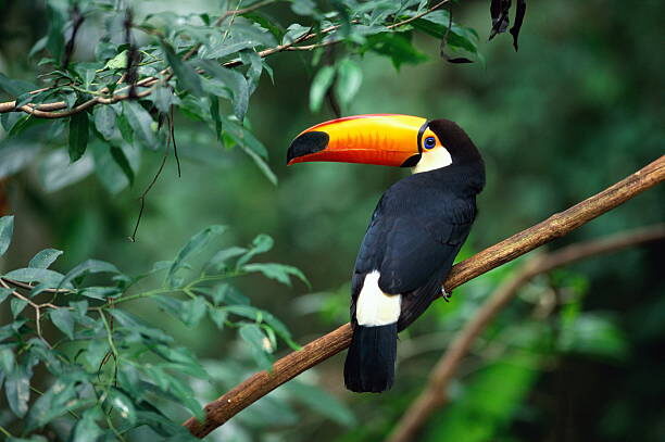 Tucano avistado próximo ao apartamento